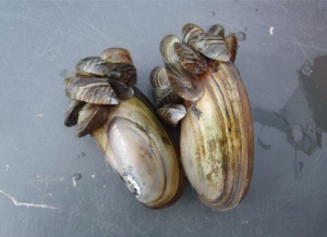 Zebra Mussels Attach to Native Mussels