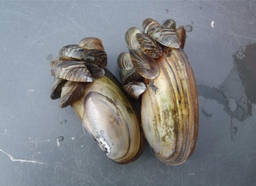 pictures of zebra mussels